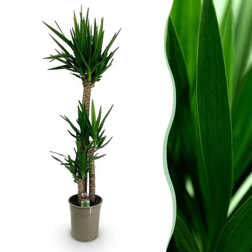 "Zimmerpflanze - Yucca elephantipes - Yucca - Pflegeleicht - Grün - 1 - Topf 27cm - Höhe 170cm image"