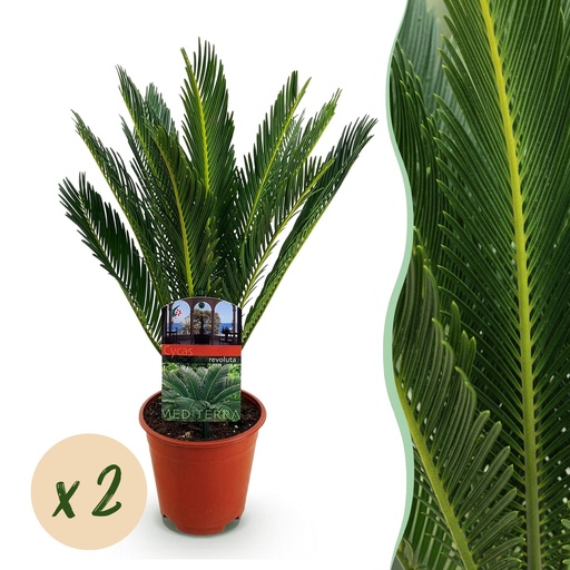 "Zimmerpflanze - Cycas revoluta - Palmenfarn - Wenig Pflege - Grün - 2 - Topf 15cm - Höhe 45-55cm image"