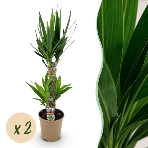 "Zimmerpflanze - Yucca elephantipes - Yucca - Wenig Pflege - Grün - 2 - Topf 17cm - Höhe 75cm image"
