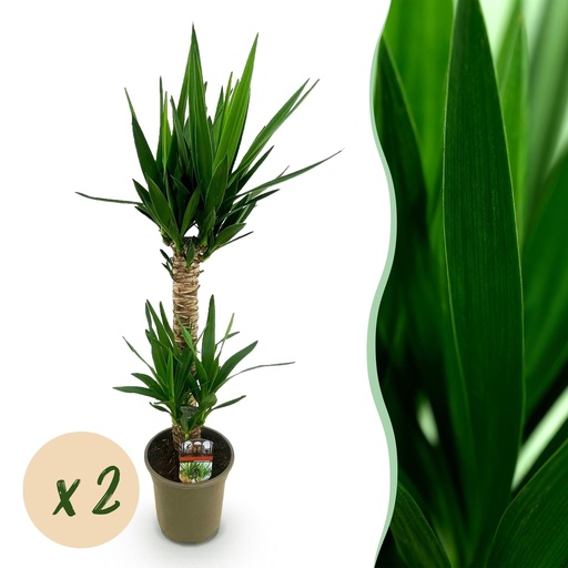 "Zimmerpflanze - Yucca elephantipes - Yucca - Pflegeleicht - Grün - 2 - Topf 19cm - Höhe 95cm image"