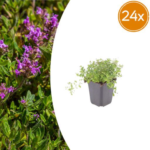 "24x thymus serpyllum - ↕10-25cm - Ø9cm  image"