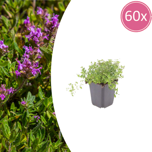 "60x thymus serpyllum - ↕10-25cm - Ø9cm  image"