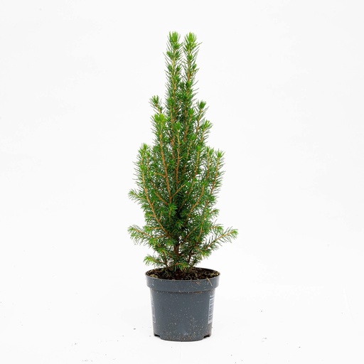 "Mini-Kerstboom - Chamaecyparis - 25-30 cm image"