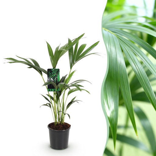 "Zimmerpflanze - Howea Forsteriana - Kentia Palme - Wenig Pflege - Grün - 1 Pflanze - Topf 17cm - Höhe 70-75cm image"