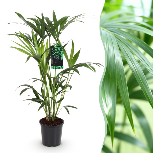 "Zimmerpflanze - Howea Forsteriana - Kentia Palme - Wenig Pflege - Grün - 1 Pflanze - Topf 19cm - Höhe 80-85cm image"
