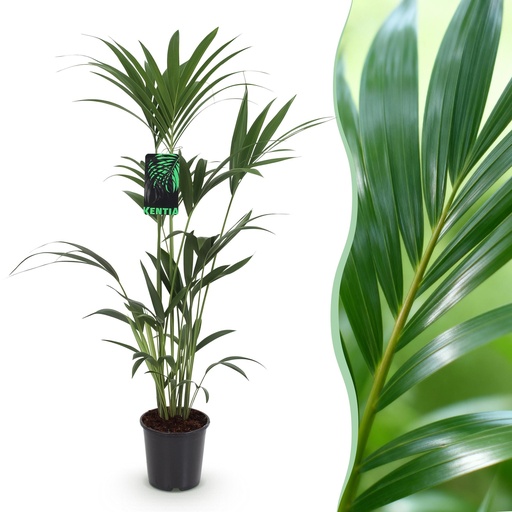 "Zimmerpflanze - Howea Forsteriana - Kentia-Palme - Wenig Pflege - Grün - 1 Pflanze - Topf 21cm - Höhe 120-130cm image"
