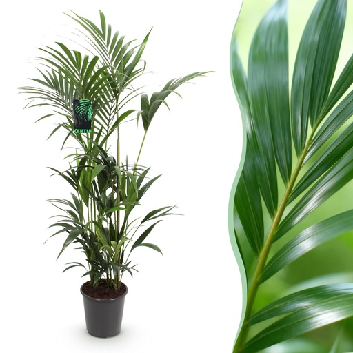 "Zimmerpflanze - Howea Forsteriana - Kentia-Palme - Pflegeleicht - Grün - 1 Pflanze - Topf 27cm - Höhe 160-170cm image"