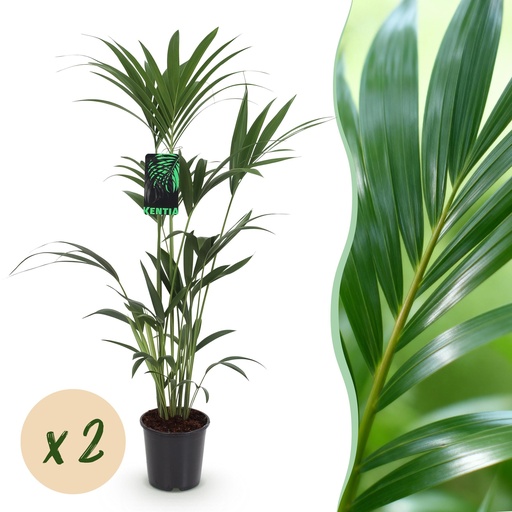 "Zimmerpflanze - Howea Forsteriana - Kentia Palme - Wenig Pflege - Grün - 2 Pflanzen - Topf 21cm - Höhe 120-130cm image"