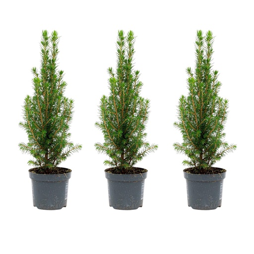 "3x Mini Christmas Tree - Picea Glauca Perfecta - 25-30 cm image"