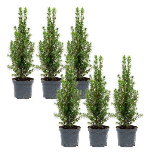 "6x Mini-Kerstboom - Chamaecyparis - 25-30 cm image"