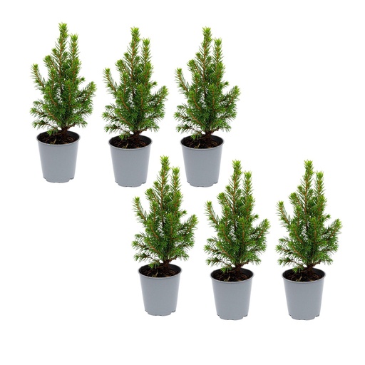 "6x Mini-Weihnachtsbaum - ↑15-20 cm - Ø 6 cm Picea Glauca Perfecta image"