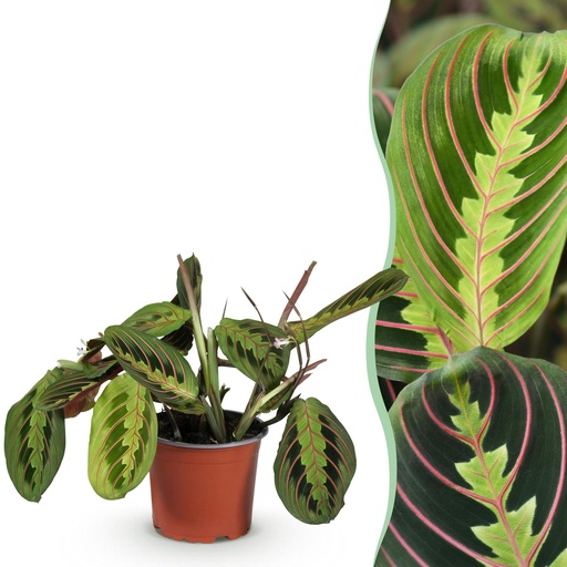 "Zimmerpflanze - Maranta Fascinator Tricolour - Gebetsblatt - Haustierfreundliche Pflanze - Grün - 1 Pflanze - Topf 12cm - Höhe 25cm image"
