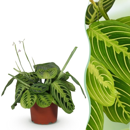"Zimmerpflanze - Maranta Fascinator Lemon Lime - Gebetspflanze - Haustierfreundliche Pflanze - Grün - 1 Pflanze - Topf 12cm - Höhe 25cm image"