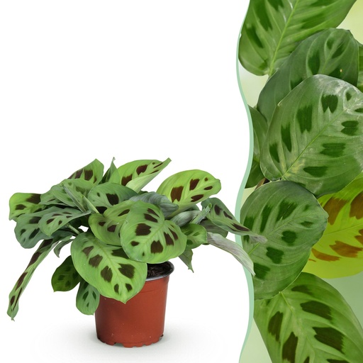 "Zimmerpflanze - Maranta Fascinator Kerchoveana - Zebrapflanze - Haustierfreundliche Pflanze - Grün - 1 Pflanze - Topf 12cm - Höhe 25cm image"