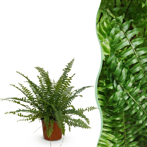 "Zimmerpflanze - Nephrolepsis exaltata Green Lady - Farn - Haustierfreundliche Pflanze - Grün - 1 Pflanze - Topf 12cm - Höhe 25cm image"