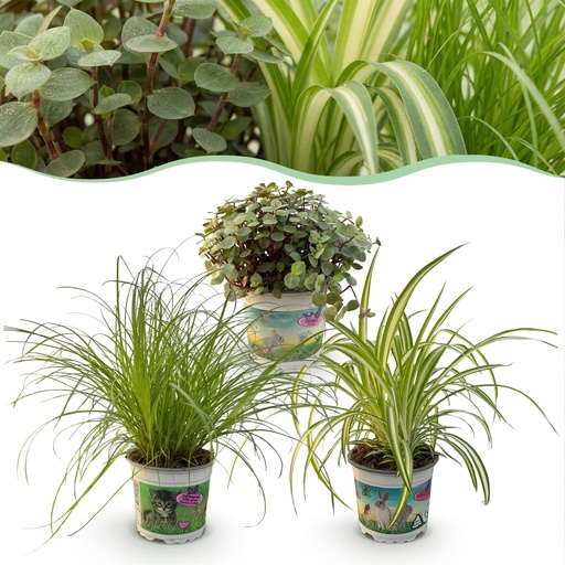 "Zimmerpflanze - Cyperus - Calissia - Chlorophytum - Mix aus 3 - Haustierfreundliche Pflanzen - Grün - 3 Pflanzen - Topf 12cm - Höhe 20cm image"