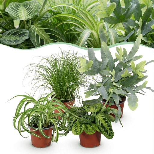 "Zimmerpflanze - Chlorophytum - Cyperus - Phlebodium - Marantha - Mix aus 4 - Haustierfreundliche Pflanzen - Grün - 4 Pflanzen - Topf 12cm - Höhe 25cm image"