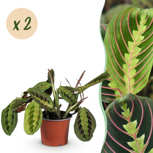 "Zimmerpflanze - Maranta Fascinator Tricolour - Gebets Pflanze - Haustierfreundlich - Grün - 2 Pflanzen - Topf 12cm - Höhe 30-35cm image"