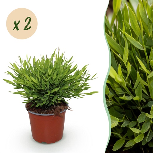 "Zimmerpflanze - Bamusa Pogonatherum Monica - Bambusgras - Haustierfreundlich - Grün - 2 Pflanzen - Topf 12cm - Höhe 30-35cm image"