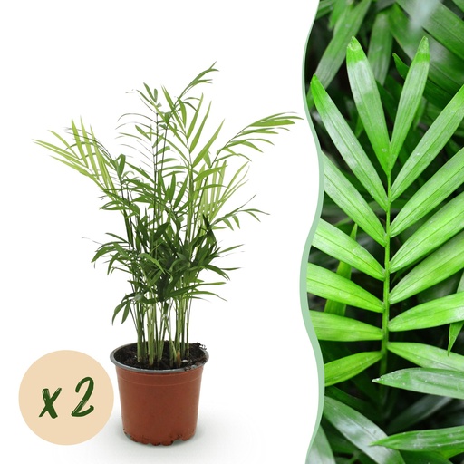 "Zimmerpflanze - Chamaedorea elegans - Goldpalme - Haustierfreundlich - Grün - 2 Pflanzen - Topf 12cm - Höhe 35-40cm image"