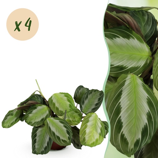 "Zimmerpflanze - Maranta Fascinator Silverband - Gebetspflanze - Haustierfreundlich - Grün - 4 Pflanzen - Topf 12cm - Höhe 30-35cm image"
