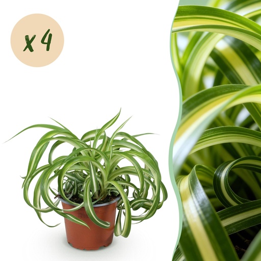 "Zimmerpflanze - Chlorophytum comosum Bonnie - Krause Graslilie - Haustierfreundlich - Bunt - 4 Pflanzen - Topf 12cm - Höhe 20-25cm image"