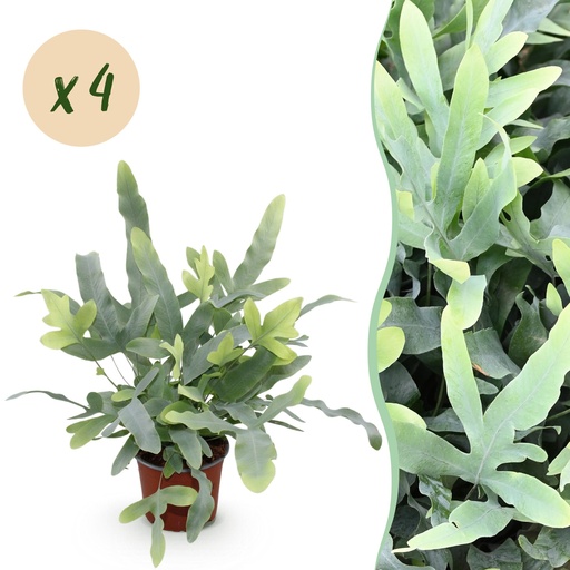 "Zimmerpflanze - Phlebodium aureum Blue Star - Blaue Farn - Haustierfreundlich - Blau - 4 Pflanzen - Topf 12cm - Höhe 25-30cm image"