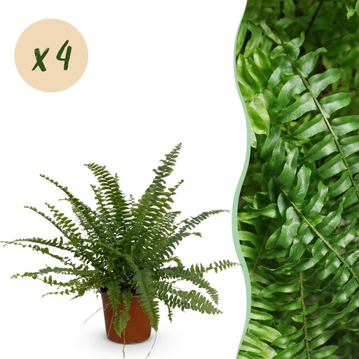 "Zimmerpflanze - Nephrolepsis exaltata Green Lady - Farn - Haustierfreundlich - Grün - 4 Pflanzen - Topf 12cm - Höhe 28-30cm image"