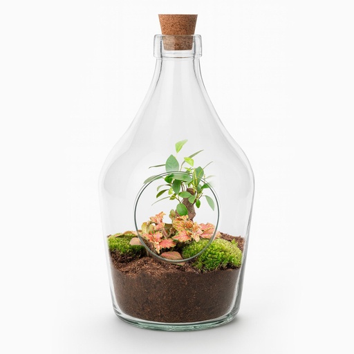 "Offenes Terrarium John - Bonsai & Rubin Limette Höhe ca. 30 cm image"