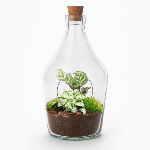 "Offenes Terrarium Joss - Calathea Makoyana & Fittonia Weißer Tiger Höhe ca. 30 cm image"
