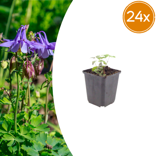 "24x Aquilegia vulgaris - ↕10-25cm - Ø9cm image"
