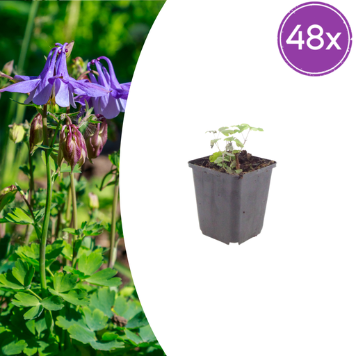 "48x Aquilegia vulgaris - ↕10-25cm - Ø9cm image"