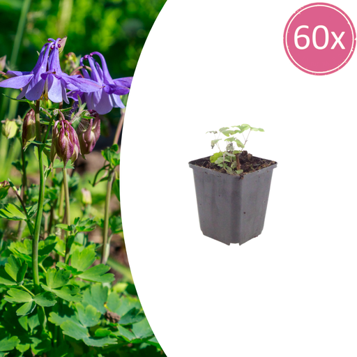 "Gemeine Akelei 60er-Set (Aquilegia vulgaris) – winterharte Staude, Topf-Ø 9 cm, Höhe ca. 25 cm image"