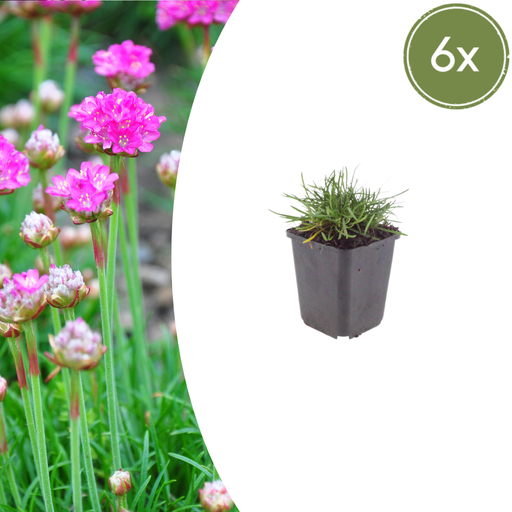 "Grasnelke 'Splendens' 6er-Set (Armeria maritima) – winterharte Staude, Topf-Ø 9 cm, Höhe ca. 9 cm image"