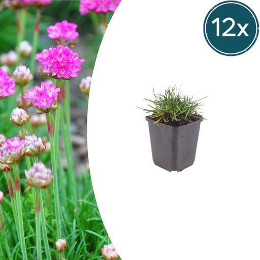 "12x Armeria m. 'Splendens' - ↕10-25cm - Ø9cm image"
