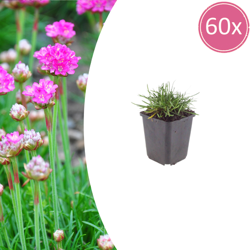 "Grasnelke 'Splendens' 60er-Set (Armeria maritima) – winterharte Staude, Topf-Ø 9 cm, Höhe ca. 9 cm image"