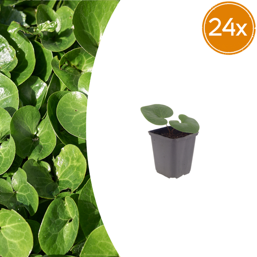 "24x Asarum europaeum - ↕10-25cm - Ø9cm image"