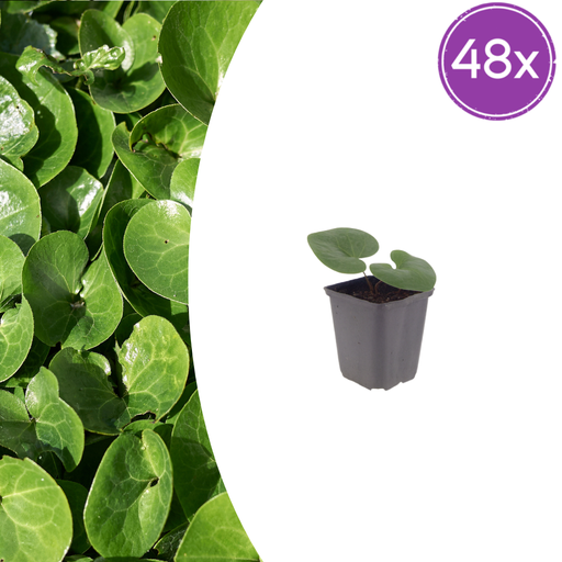 "48x Asarum europaeum - ↕10-25cm - Ø9cm image"