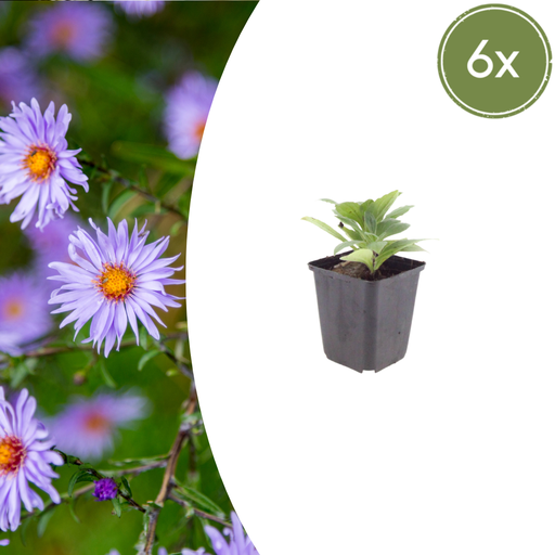 "6x Aster frikartii 'Monch' - ↕10-25cm - Ø9cm image"