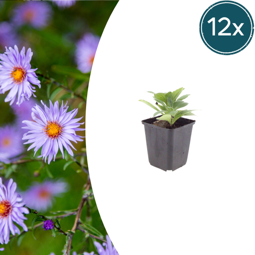 "12x Aster frikartii 'Monch' - ↕10-25cm - Ø9cm image"