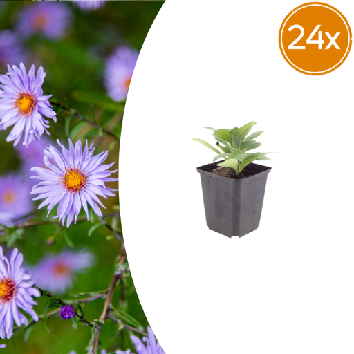 "24x Aster frikartii 'Monch' - ↕10-25cm - Ø9cm image"