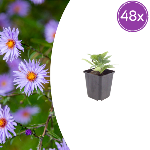 "48x Aster frikartii 'Monch' - ↕10-25cm - Ø9cm image"