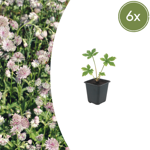 "6x Astrantia major - ↕10-25cm - Ø9cm image"