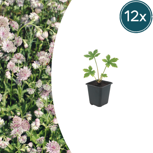 "12x Astrantia major - ↕10-25cm - Ø9cm image"