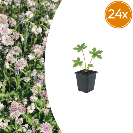 "24x Astrantia major - ↕10-25cm - Ø9cm image"