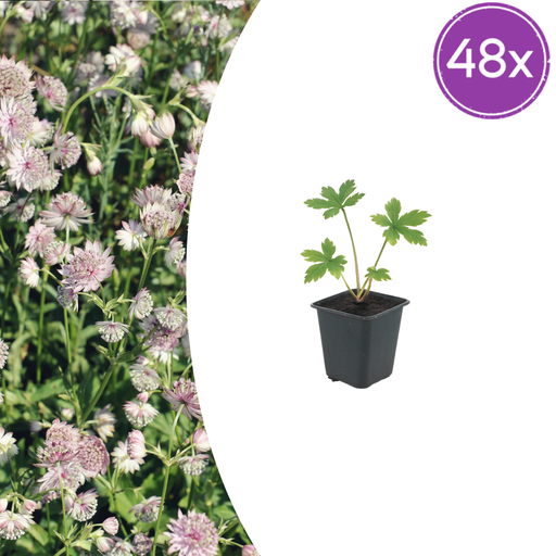 "Große Sterndolde 48er-Set (Astrantia major) – winterharte Staude, Topf-Ø 9 cm, Höhe ca. 25 cm image"