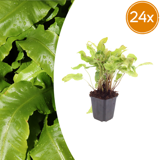 "Hirschzungenfarn 24er-Set (Asplenium scolopendrium) – pflegeleichte Zimmerpflanze, Topf-Ø 9 cm, Höhe ca. 25 cm image"