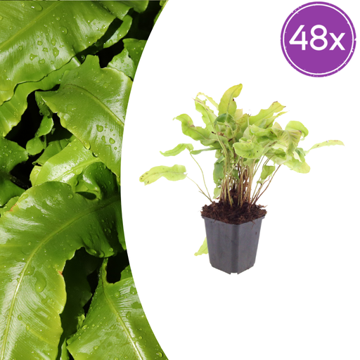 "48x Asplenium scolopendrium - ↕10-25cm - Ø9cm image"
