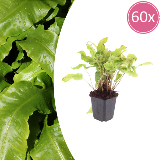 "60x Asplenium scolopendrium - ↕10-25cm - Ø9cm image"