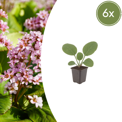 "6x Bergenia cordifolia - ↕10-25cm - Ø9cm image"